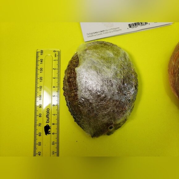 Abalone Shells Two For Cleansing Or Decor Ideas - Picture 9 of 12